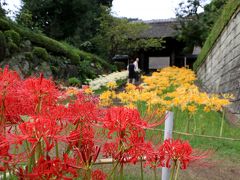 西方寺の彼岸花、赤白黄の揃い咲き・・・