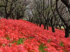 ３００万本の曼珠沙華：幸手・権現堂桜堤