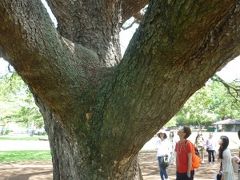 【2016春オアフ】何はともあれテッパン観光、この木なんの木にAloha!／Day1　