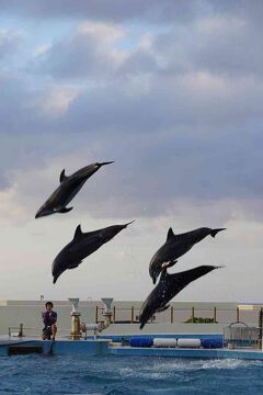 台風16号と17号の狭間を旅した沖縄４日間（2）「海洋博公園オキちゃん劇場」で童心にかえり、初めての「美ら海水族館」の巨大水槽に感動する。