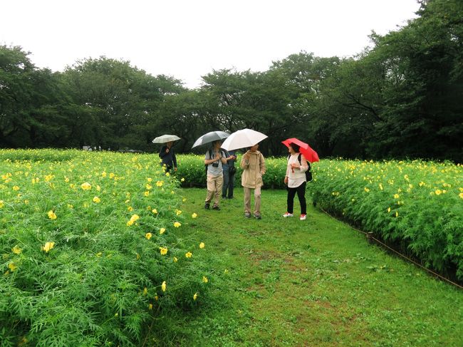 Japan　コミュニティー・ウォーキングシリーズ(9)　　玉川上水から昭和記念公園へ　〜ミツバチばあやの冒険〜