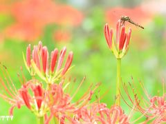 赤の世界に魅せられて☆巾着田曼珠沙華まつり☆