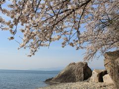 2014年4月　琵琶湖海津桜満開、京都南丹桜吹雪ドライブ