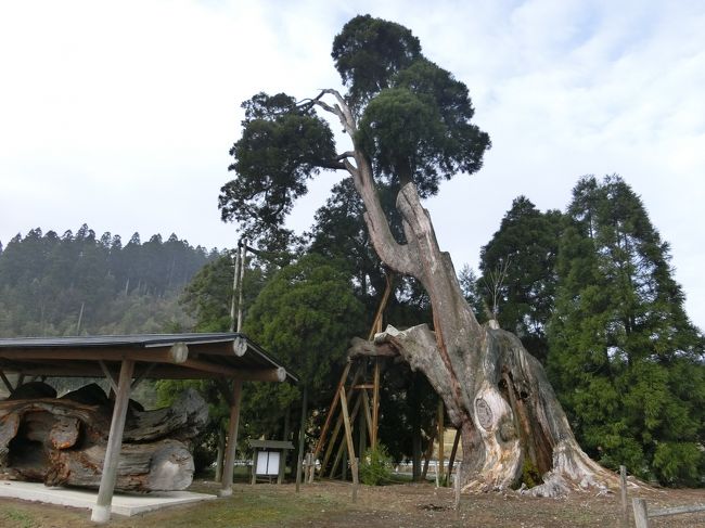 「阿弥陀杉」は「阿蘇郡小国町」にある「樹齢１３００年以上」と言われている「国の天然記念物」に指定されている「県下最大級の大杉」です。<br /><br />残念ながら「平成１１年の台風１８号」によって「全体の約３分の２が倒れる被害」を受けました。