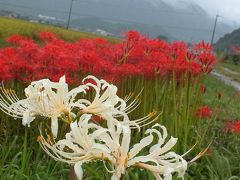 真っ赤なヒガンバナが雨粒に光る多可町の彼岸花の里