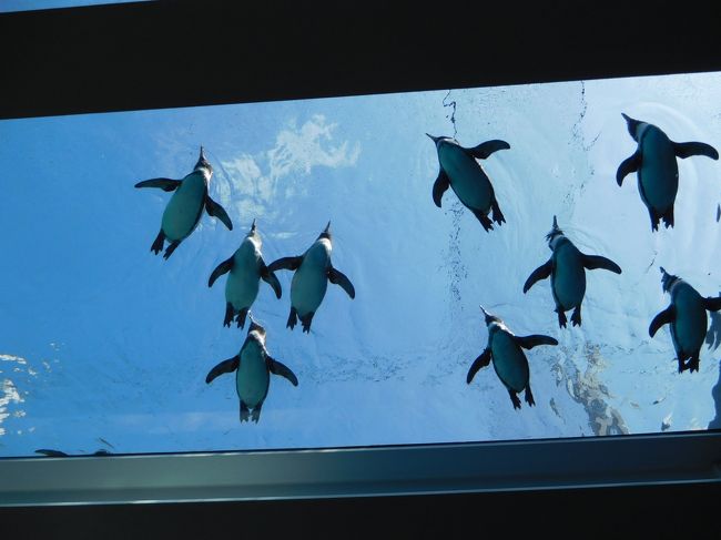 長崎県の九十九島動植物園「森きらら」に行ってきました。<br />お天気の良い3連休でしたが、早目に到着したので、比較的のんびり見て回る事が出来ました。中でも、日本最大の天井水槽のある「ペンギン館」がすごく良かったです。<br />