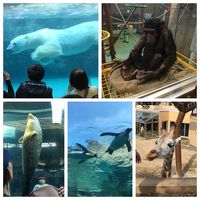 北海道２日目。旭山動物園を満喫！