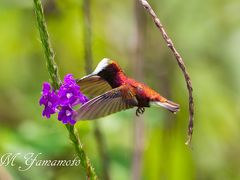 コスタリカ探鳥記4-5日目