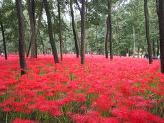 秋の巾着田には曼珠沙華の紅い絨毯が見られました！