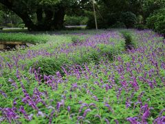 あしかがフラワーパークで季節の花を