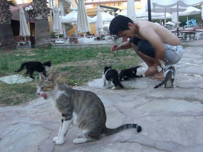トルコに行くなら9月、子猫に触れる。<br />今回の旅の楽しみの1割はこれ。<br />すべての犬猫に触れるなんて、トルコ人ってどんだけ優しいんだろう。