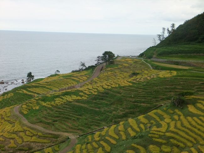 実家に戻るついでで、能登半島の輪島に行って、白米千枚田と輪島朝市を見学してきました。そのまま能登空港から羽田に飛ぶ感じでした。能登半島って福井からでも遠いし、輪島まで四時間以上とか平気でかかるし、だったら実家に戻るタイミングで能登空港から羽田に飛んだほうが楽だなあ、という感じでした。 <br />