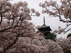 奈良→京都、遅めの桜2