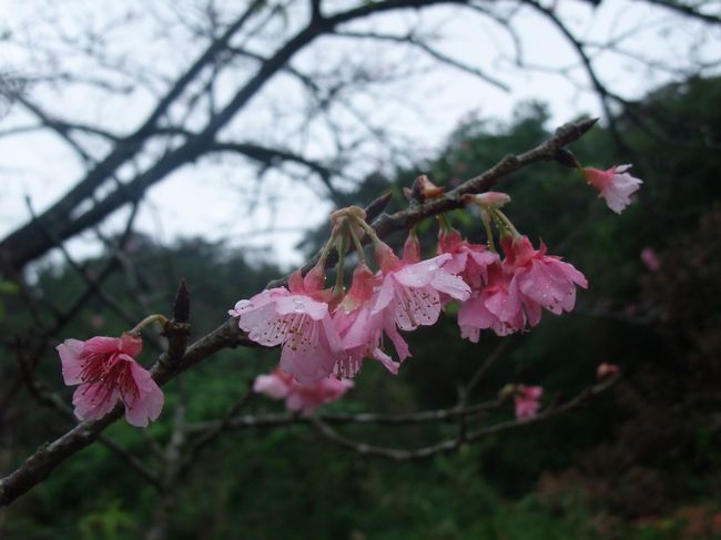 この三連休は沖縄旅行です。<br />冬の沖縄は高くないし混んでないし、最高なんです（修学旅行生で混んでる場合もあるけど）。<br />決めたのは先月の20日頃。<br />毎日仕事して疲れて帰って来るダンナに、「旅行に行こーよー」などと呑気なお誘いをするのはなんだか気がひけてなかなか言い出せなかったけど、思い切って提案してみました。<br />だいたいダンナの旅行の楽しみと言ったら食べることと宿で寝ることぐらいだ。<br />更に長距離移動は嫌い、名所観光も興味なしときたものだから、小旅行ならともかく大掛かりな旅行は渋い顔をされそうで、提案していいものかためらってしまいます。<br />まあそうは言っても、基本的にはダンナも旅行は好きなので、行ける運びとなりました。<br />正月明け早々に申し訳ない…。<br /><br />いろいろ空き状況や値段を研究した結果、私とチビ達はマイルを使って昼過ぎの便で先に沖縄入りし、ダンナは仕事の後に最終便で来ることにしました。<br />大チビが三歳になってから飛行機代がかかるようになりました。<br />幼児だろうと飛行機代って大人とほとんど変わりません。<br />マイルで乗ろうとなると、必要な数は大人と全く同じです。<br />これでは小チビも三歳になった日にゃ、飛行機の旅行なんて高くてとても出来ません。<br />なるべく旅は電車で行ける所にしなければ。<br /><br />ともあれ出発です。