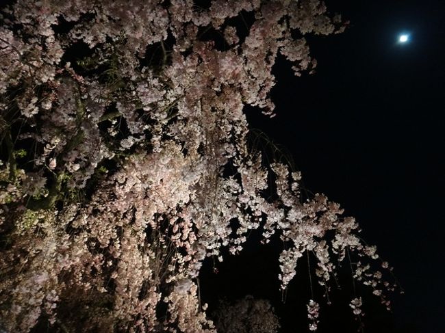 出張に合わせて奈良→京都を散策<br />京都は桜の種類を複数植えることで、長い期間桜を楽しめますね。<br />遅い時期だったので、枝垂れ桜がきれいでした