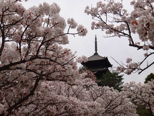 出張に合わせて奈良→京都を散策<br />京都は桜の種類を複数植えることで、長い期間桜を楽しめますね。<br />遅い時期だったので、枝垂れ桜がきれいでした<br />