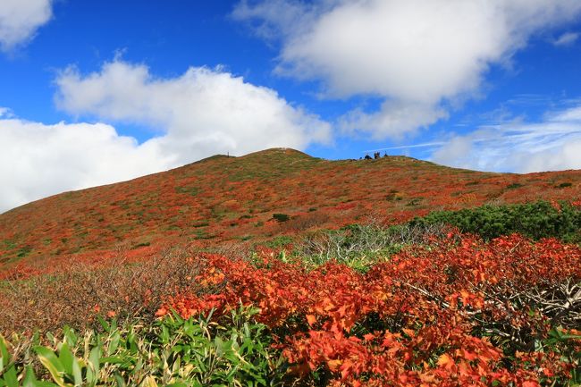 日本一ともいわれる栗駒山の紅葉。何年も前から一度訪れたいと考えてました。しかし、東京から行くとなると、日帰りでは時間的に窮屈。かといって、登山口(須川温泉）の宿は予約が困難。仮に予約が取れても、天気は保証されない。等々、なかなかプランを立てるのが難しく、実現できずにいました。<br />この点、テント泊だと機動力が格段に向上します。昨年買い揃えたテント装備を活用して、次のような計画を立てていました。<br />1日目：くりこま高原からバスでいわかがみ平(宮城県側の登山口）へ。<br />いわかがみ平から東栗駒コースを栗駒山に登り、昭和湖を経て須川温泉（秋田県側の登山口）に下山。須川高原温泉で汗を流して須川湖のキャンプ場へ。<br />２日目：秣岳登山口から秣岳に登り、天馬尾根を歩いて栗駒山へ。下山は産沼経由で須川温泉へ。栗駒山荘で汗を流した後、須川温泉からバスで一ノ関へ。<br /><br />週末近くになって、土日の天気は晴れの予想に変更。須川湖のキャンプ場に連絡すると予約可能とのことだったので、計画を実行に移すことにしました。<br />山は紅葉の見頃（麓はまだ）で、素晴らしい天気とあいまって最高の山旅となりました。<br />ただ、1日目、天馬尾根があまりに気持ち良さそうなので、計画を変更し(須川温泉には下山せず）、天馬尾根を縦走し秣岳経由で須川湖のキャンプ場に向かいました。そのため、二日目はのんびり温泉三昧。昭和湖までのハイキングだけとなりました。<br /><br />