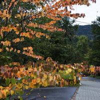 日光の紅葉はまだまだ先（10月4日）