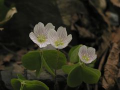  思い出の山旅ー13.飯豊連峰で見られた素晴らしいお花畑と高山植物