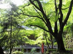 京都西山の秘境・金蔵寺へ初秋の青紅葉ドライブ＋ウニールでスペシャルティコーヒー