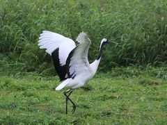 絶景と食を求めて夏の道東めぐり　（6）野付半島・納沙布岬と丹頂鶴自然公園