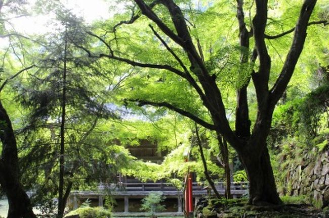 長雨のあとの秋晴れの午後。ダー（夫）からのお誘いで、金蔵寺（こんぞうじ）という山寺へドライブに連れて行ってもらいました。なんでも、京都の夜景の名所を紹介したサイトで初めて知って、興味をかき立てられたそうです。<br /><br />でも道はコワかった・・・（´;ω;`）細くて急な山道、願いは対向車が来ないでほしいということのみ。お寺にはなんの期待もしていませんでしたが、着いたところは、由緒正しい香りがぷんぷんする天台宗の古刹。もみじをはじめ、すばらしい木々の宝庫でした。