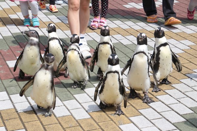 たいていの動物園にペンギンはいるので、見慣れているつもりでした。<br />でも、ペンギンのよちよち歩きは、やっぱり可愛くて、しびれます@<br />アドベンチャーワールドでは、なによりも数と種類の多さで、可愛さ威力が倍増です！<br /><br />今回は、いつもやや手薄になりがちなペンギン王国もしっかり回りました。<br />ラッコの食事タイムもねらいました。<br />食事タイムには、ラッコにちょっと芸をさせるので、ふだんよりも超可愛い姿が見られます。<br />ハイタッチやバイバイのしぐさ。見学者が見ているガラス面に張り付いたエサをとって食べる様子。食べられなくて残す部分をちゃんと飼育員さんに返すところなど、可愛くて、腰くだけになりました。<br />アドベンチャーワールドにいるラッコ２頭のうち、男の子は繁殖目的で他園から借りてきている子で、赤ちゃんの誕生が期待されています。<br />私も見たいです、ラッコの赤ちゃん@<br /><br />ホッキョクグマも、食事タイムをねらいました。<br />２度通い、ゴーゴーくん、オホトさん、ライトくん全員分見られました。<br /><br />ペンギンパレードもねらいました。<br />ペンギンが地上をよちよち歩く姿は、何度見てもチョー可愛いですから。<br />それに、どこの動物園でも見られるイベントではありません。<br />ただ、いくら暖かい地方に生息するケープペンギンといえども、真夏のような暑さの昼間のパレードだったので、飼育員さんがペンギンたちに冷たいシャワーを注ぎながらの敢行でした。<br /><br />＜2016年度シルバーウィーク前の南紀白浜アドベンチャーワールド三昧とのんびり温泉ホテル滞在の旅行記のシリーズ構成＞<br />□（１）アクセス編：羽田空港からJALで南紀白浜へ＆宿泊したホテル・ラフォーレ南紀白浜からアドベンチャーワールドへ<br />□（２）ホテル編：白良浜最寄りのリゾートホテル・ラフォーレ南紀白浜トリプルルームで４泊@<br />□（３）グルメ＆おみやげ編：白浜温泉銀座商店街で毎日違うレストランで夕食＆ついつい手が出る白浜・アドベンみやげ<br />□（４）レッサーパンダ編：閉園間際は元気いっぱいなキララちゃん・暑くて大変そうだったシンシンくん・マルルくん・ココロくん・后ちゃん<br />□（５）ジャイアントパンダ編：永明パパ24才の誕生日＆まだまだあどけない桜浜ちゃん桃浜ちゃん＆すっかり大人でも可愛い海浜くん・陽浜ちゃん・優浜ちゃん<br />□（６）大迫力のマリンライブとバンドウイルカの赤ちゃん～赤ちゃんの写真を撮るのは至難の業<br />■（７）ペンギン王国と食事タイムのホッキョクグマとラッコ～ペンギンパレード＆キングペンギンのお散歩<br />□（８）可愛い動物が大活躍のアニマルアクションを３回見た@<br />□（９）ふれあい広場とがんばる鳥たち編：おねだりコツメカワウソの食事タイム＆オニオオハシの赤ちゃん＆おうちに帰るカピバラ・ペンギンウォーキング<br />□（10）サファリワールドと動物の赤ちゃんたち：マレーバクの赤ちゃんを見にウォーキング３回とケニア号でじっくりサファリ<br />□（11）ちょっぴり白浜観光編：白良浜海岸＆迫力の三段壁洞窟と展望ポイントからの三段壁＆サファリワールドの眺め<br /><br />アドベンチャーワールドの公式サイト<br />http://aws-s.com/<br /><br />＜タイムメモ（アドベン３日中心の全行程）＞<br />※この旅行記に関係のある時間帯に★印をつけました。<br /><br />【2016年９月15日（木）】<br />07:00　起床<br />07:30-08:15　ホテルの朝食バイキング<br />08:30　ホテルを出る<br />08:47　白良浜バス停発の101号巡回バスに乗車（470円）<br />09:08頃　アドベンチャーワールドに到着<br />09:30　アドベンチャーワールドに入園（１日目）<br />09:30-09:35　レッサーパンダ（キララ・シンシンぐったり）<br />09:35-09:45　ジャイアントパンダ（海浜・桜浜・桃浜）<br />09:55-10:20　ジャイアントパンダ（陽浜・永明）<br />（09:45から永明パパ24才の誕生会）<br />10:25-10:35　バンドウイルカの赤ちゃん<br />10:45-11:10　マリンライブ１回目<br />11:15-11:25　屋内レッサーパンダ（キララやや活動的）<br />11:30-11:45　アニマルアクション１回目<br />11:50-12:20　海獣館★<br />（12:00からホッキョクグマの食事タイム）<br />12:30-12:35　ペンギンパレード★<br />12:40-12:55　屋外レッサーパンダ（マルル活動的）<br />13:00-13:15　屋内レッサーパンダ（キララ活動的）<br />13:20-13:55　屋外レッサーパンダ（ココロ活動的）<br />14:00-14:20　パンダワッフル休憩<br />14:30-15:25　ウォーキングサファリ半分<br />（マレーバクとターキンの赤ちゃんを見に）<br />15:30-16:00　ジャイアントパンダ（桜浜・桃浜・海浜・優浜）<br />（15:30からパンダレクチャー）<br />16:05-16:35　屋外レッサーパンダ（后）<br />16:35-16:45　猛禽類の訓練を見学<br />16:45-17:05　屋内レッサーパンダ（キララ活動的）<br />（17:00閉園）<br />17:20発の巡回バスでホテル最寄りの白良浜バス停に戻る<br />17:40-17:50　白良浜散策<br />17:50-18:15　「マルキヨ」で天然クエお造り（2,000円）とうに丼（1,700円）夕食<br />（＋ウーロン茶300円＝計4,000円）<br /><br />【2016年９月16日（金）】<br />06:30　起床<br />06:40-06:55　朝風呂<br />07:30-08:15　ホテルの朝食バイキング<br />08:30　ホテルを出る<br />08:47　白良浜バス停発の101号巡回バスに乗車（470円）<br />09:05頃　アドベンチャーワールドに到着<br />09:30　アドベンチャーワールドに入園（２日目）<br />09:30-09:35　屋内レッサーパンダ（キララ）<br />09:35-09:45　年間パスポート更新手続き<br />09:50-10:25　ペンギン王国★<br />（09:45からラッコのお食事＆ペンギンの食事タイム）<br />10:30-10:35　屋外レッサーパンダ（シンシンぐったり）<br />10:35-10:40　コンゴウインコ<br />10:45-11:05　マリンライブ２回目<br />11:10-11:20　ジャイアントパンダ（永明・陽浜）<br />11:30-11:40　屋外レッサーパンダ（ココロ活動的）<br />11:45-11:50　キングペンギンのお散歩（おさわりタイム）★<br />12:00-12:25　ホッキョクグマ★<br />（12:00からホッキョクグマの食事タイム）<br />12:30-12:40　ペンギンパレード★<br />12:40-12:45　パンダアイス休憩<br />12:45-13:00　ジャイアントパンダ（桜浜・桃浜）<br />13:00-13:20　屋外レッサーパンダ<br />（ココロぐったりなかなか交代ならず）<br />13:30-13:45　コツメカワウソの食事タイム<br />13:45-13:55　オニオオハシの赤ちゃん<br />13:55-14:00　カピバラ<br />14:15-14:35　アニマルアクション２回目<br />14:35-14:55　休憩・買い物<br />14:55-15:05　屋外レッサーパンダ（マルル活動的）<br />15:15-15:45　ウォーキングサファリ半分<br />（マレーバクの赤ちゃん爆睡）<br />16:00-16:15　カピバラ・ペンギン・ウォーキング<br />16:20-16:25　屋外レッサーパンダ（后）<br />16:30-16:45　買い物<br />16:45-17:05　屋内レッサーパンダ（キララ活動的）<br />（17:00閉園）<br />17:20発の巡回バスでホテル最寄りの白良浜バス停に戻る<br />17:45-18:15　「和歌山ラーメン八両」で夕食（1,800円＋外税）<br />（焼ラーメン1,000円＋煮卵100円＋スープ餃子700円）<br /><br />【2016年９月17日（土）】<br />06:30　起床<br />06:45-07:00　朝風呂<br />07:30-08:20　ホテルの朝食バイキング<br />08:35　ホテルを出る<br />08:47　白良浜バス停発の101号巡回バスに乗車（470円）<br />09:05頃　アドベンチャーワールドに到着<br />09:35　アドベンチャーワールドに入園（３日目）<br />（混雑のため開園後５分待って入園）<br />09:35-09:40　屋内レッサーパンダ（キララ）<br />09:40-09:50　屋外レッサーパンダ（シンシン活動的）<br />09:50-09:55　ジャイアントパンダ（優浜）<br />10:05-11:20　ウォーキングサファリ<br />11:30-11:55　ケニア号でサファリ<br />11:55-12:10　休憩<br />12:10-12:15　ジャイアントパンダ（陽浜）<br />12:20-14:00　ウォーキングサファリ本日２度目<br />（12:35-13:25　マレーバクの赤ちゃんの目覚めを待つ）<br />（13:25-13:30　交代時間にマレーバクの赤ちゃん目覚める）<br />（13:30-13:40　マレーバクのケン大興奮）<br />14:15-14:35　アニマルアクション３回目<br />14:55-15:10　バンドウイルカの赤ちゃん<br />15:25-15:40　ジャイアントパンダ（桜浜・桃浜）<br />（15:30からパンダレクチャー）<br />15:40-15:50　屋外レッサーパンダ（后・活動的）<br />15:50-16:00　屋内レッサーパンダ（キララ活動的）<br />16:00-16:10　買い物<br />16:15発の巡回バスで三段壁洞窟のバス停へ<br />16:27　三段壁バス停に到着<br />16:35-16:55　三段壁洞窟見学（1,300円→割引券で1,000円）<br />（17:00閉館／最終入場16:50）<br />16:55-17:05　展望ポイントで三段壁を見学<br />17:15　三段壁バス停始発のバスに乗車<br />17:22　白良浜バス停に戻る（240円）<br />17:30-18:00　「幸鮨」で高級江戸前寿司おまかせの夕食（5,400円）<br /><br />※これまでの動物旅行記の目次を作成済。随時更新中。<br />「動物／動物園と水族館の旅行記～レッサーパンダ大好き～　目次」<br />http://4travel.jp/travelogue/10744070<br />