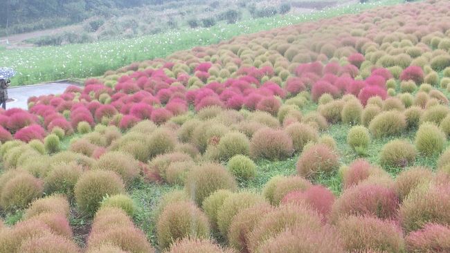 四季折々の植物。<br />色々観て来ましたが、「国立ひたち海浜公園」の秋のコキアは写真だけで見たことなかった。<br />ちょっと早いか・遅いかというリスクは高いけどマイカーで行くと大変なので、バスツアーで約一か月半ほど前に予約して、１０月の三連休初日に行ってきました。