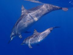 3回目のハワイ島 3日目