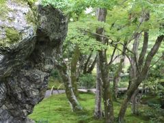 【京の絶景庭園をめぐる】宝厳院2016秋の特別拝観　石と苔とたたなづく青紅葉