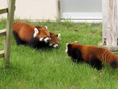 初秋のレッサーパンダ紀行【10】 福知山市動物園　やったね、キャラ君＆しらたまちゃん！！ 福知山ZOOで初めてのレサベビ！！光・秀兄弟の公開初日に行ってきました