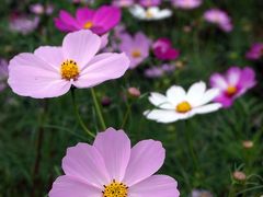 Cosmos Festival  2016　in　昭和記念公園