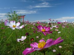 小泉町のコスモス_2016（2)_白やピンクも咲き始めました（群馬県・伊勢崎市）