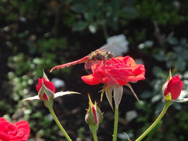 秋バラのシーズンの神代植物園を訪れ、隣接の深大寺でランチにお蕎麦を頂きました。秋のバラは春ほどの圧倒的なボリューム感はないものの、素晴らしい香りを愉しむことができます。名物のお蕎麦屋さんがひしめき、鬼太郎茶屋のある深大寺の境内はすぐお隣。秋の１日をゆっくり楽しめるスポットです。