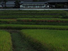 飛鳥の秋　万葉の風～レンタサイクルで巡るまほろばの里