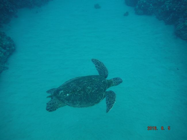 ハワイの海亀を撮影しました。