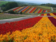 一番早い紅葉を見に北海道へ  1日目曇天の富良野・美瑛。でもお花はきれいだった。