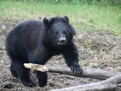 レッサーパンダの赤ちゃんに会いたくて、日帰りできる仙台で１泊・八木山動物公園１日半（３）可愛い猛獣とは虫類館：鼻ひくひくホッキョクグマ＆ツキノワグマのまだ子供のツバサくんに夢中@