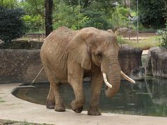 レッサーパンダの赤ちゃんに会いたくて、日帰りできる仙台で１泊・八木山動物公園１日半（４）草食動物・小動物さまざまさ＆夕方と朝のアフリカ圏：遊び上手なニホンザル＆外にいるアフリカゾウたちにやっと会えた@