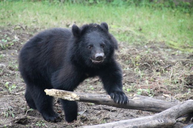 やっぱり八木山動物公園では、猛獣たちも魅力です！<br />大半をレッサーパンダに張り付いていましたが、たっぷりレッサーパンダ三昧した後、楽しみにしていた猛獣たちを見に行きました。<br />その中で、今回、思いがけない出会いにとりわけ夢中になりました。ツキノワグマのツバサくんです！<br />前回、ツキノワグマは、コマチちゃんが亡くなり、ハヤテくんしかいないのに気付き、寂しく思ったものです。<br />そこへ、今年2016年１月生まれと推定される子グマのツバサくんが新しいメンバーとなっていたのです。<br />ツバサくんは野生で保護され、八木山動物公園で飼育されることになりました。<br />まだ母グマと一緒に暮らしているはずの子グマでした。<br />展示開始まもない頃は、とても緊張していたそうです。隣のサル山のサルたちの鳴き声にもびくびくしていたようです。<br />でも今は、飼育員さんにも展示場にも慣れ、やんちゃ盛りになりました。展示場には木の皮を巻いたドラム缶の洞穴があるのですが、そのまわりの木の皮が半分剥けて、ドラム缶がむき出しになってしまったのは、ツバサくんがやんちゃしたせいだそうです。子供らしくて可愛い@<br />食欲も旺盛で、展示場で草がなく、土がむき出しになっているところは、ツバサくんが草をむしゃむしゃ食べてしまったそうです。<br />それから、私もそんなやんちゃな姿も見られました。<br />これらは、地元の常連さんが教えてくれました。ハヤテくんとツバサくんの交代時間がもうすぐであることも教えてもらい、まだ一回り小さいツバサくんに会い損ねずにすみました。<br />ちなみに、今年１月生まれのツバサくんがまだあんな風に小さいのであれば、このあいだの富士サファリパークで会った子グマたちがもう大人と変わらない大きさだと思ったのは、私の勘違いだったようです。<br />でも、ツバサくんの場合は、富士サファリパークよりももっと近い位置で、大人のハヤテくんと交代で出てきたので大きさの比較ができましたが、富士サファリパークはクマエリアは広かったし、遠くにいる子が単体でしか見られなかったので、大きさ比較もできなかっただけかもしれません。<br /><br />前回、水中で楽しげに遊ぶ姿が見られたホッキョクグマのカイくんとポーラちゃんですが、今回は別居中で、ポーラちゃんは屋内と屋外が出入り自由になっていました。<br />カイくんもポーラちゃんも今回は陸上でのんびりしていましたが、やはり会えたのは嬉しいです。<br />翌日も帰り際にホッキョクグマだけちょっと見られたのですが、カイくんとララちゃんは同じ展示場で交代展示だったので、たぶん２日目に会えたのはララちゃんではないかと思っています。<br />であれば、今回、八木山動物公園にいるホッキョクグマたちはうまく全員会えたことになります。<br />ライオンたちも、昼間は寝ていましたが、もう一度見に行ったら、少なくとも起きている姿が見られました。<br />スマトラトラは前回同様アイナちゃん、バユ母さん、クンデくんの３頭交代展示でしたが、誰かしら会えれば良いと思っていました。<br />でも、偶然、バユ母さんとクンデくんの交代時間に居合わせることができたので、両方に会えました。<br />ガラス展示側には、本日、スマトラトラの同居展示を行った、つまりお見合いをさせたらしく、通常の展示順番と違っている、とありましたが、地元の常連さんが教えてくれたので、後から出てきたのはクンデくんで合っていると思います。<br />もしかしたらクンデくん交代前が、バユさんでなく、娘のアイナちゃんの方だったのかな。<br /><br />今回も、は虫類館をゆっくり見学できました。<br />被写体と思うと、ヘビもきれいですから。カメの動きも可愛いです。<br />今回、なんとヘビとカメが同居しているケージを見つけました。<br />どちらも比較的小さな種類でした。<br />ケージのガラスを体をのばして伝っていくヘビの動きをカメがまねしていたところが超可愛かったです。<br /><br />というわけで、八木山動物公園のレッサーパンダ以外の動物たちの旅行記は２本に分けましたが、こちらの旅行記では、そんな猛獣たちとは虫類館の動物たちでまとめました。<br /><br />＜10月の三日連休を利用して仙台１泊して１日半かけた八木山動物園行きの旅行記のシリーズ構成＞<br />□（１）アクセス・グルメ・宿泊・おみやげ編：駅弁朝食から漁師料理のグルメ夕食＆週末祝日値段でも泊まったホテルビスタ仙台<br />□（２）レッサーパンダ特集：シュララちゃんやすらかに～ティエンくんとクルミちゃんとスモモちゃんと赤ちゃんに癒されて<br />■（３）可愛い猛獣とは虫類館：鼻ひくひくホッキョクグマ＆ツキノワグマのまだ子供のツバサくんに夢中@<br />□（４）草食動物・小動物さまざまさ＆夕方と朝のアフリカ圏：遊び上手なニホンザル＆外にいるアフリカゾウたちにやっと会えた@<br /><br />八木山動物公園の公式サイト<br />http://www.city.sendai.jp/kensetsu/yagiyama/<br /><br />＜タイムメモ＞<br />【2016年10月９日（日）】<br />05:55頃　家を出る<br />06:40　大宮駅に到着<br />06:58　大宮駅発の新幹線はやぶさ１号新函館北斗行きに乗車<br />08:04　仙台駅に到着<br />08:45　地下鉄東西線・八木山動物公園駅に到着<br />（新幹線の駅のトイレが混んでいたため）<br />08:55　動物公園の東門へ向かう<br />09:00　八木山動物公園に開園と同時に入園<br />09:05-09:20　ラマ・ラクダ・サイ<br />09:20-10:00　レッサーパンダ（ティエン）<br />（09:30から赤ちゃん見学のための列に並びながら）<br />10:00-11:00　レッサーパンダのクルミちゃんと赤ちゃん限定公開<br />（４回並んで５分ずつ）<br />11:00-11:10　ランチ小休憩<br />11:10-12:10　レッサーパンダ（スモモ）<br />（ティエンは昼寝）<br />12:10-12:25　ランチ小休憩<br />12:30-12:45　ホッキョクグマ（カイ・ポーラ）<br />12:45-12:50　アライグマ<br />12:50-13:00頃　ツキノワグマ（ハヤテ）<br />13:00頃-13:40　ツキノワグマ（子グマのツバサ）<br />13:40-13:50　スマトラトラ<br />（13:45までバユ、そのあとクンデのはず）<br />13:50-13:55　ライオン（熟睡中）<br />13:55-14:05　ひと休み<br />14:05-15:00　レッサーパンダ（ティエン・スモモ）<br />（14:15からのリンゴタイムは予告無しに中止）<br />15:00-15:10　アイスクリーム休憩<br />15:10-15:15　ライオン（今度は起きていた）<br />15:25-15:45　アフリカ圏<br />15:45-16:00　ひと休み<br />16:00-16:25　は虫類館<br />16:45　動物公園を東門から出る（閉園16:45）<br />（落とし物を捜しに戻ったため）<br />18:25　地下鉄東西線・宮城野通駅へ<br />18:30　ホテルビスタ仙台にチェックイン<br /><br />【2016年10月10日（体育の日）】<br />06:30　起床<br />07:10-07:40　ホテルのバイキング朝食<br />08:20　ホテルビスタ仙台をチェックアウト<br />08:55　動物公園前に到着<br />09:05　八木山動物公園に西門から入園（開園09:00）<br />（年パス所持者も切符売り場に並ぶため）<br />09:05-09:25　アフリカ圏<br />09:30-10:00　レッサーパンダ（ティエン）<br />（09:35から赤ちゃん見学のための列に並びながら）<br />10:00-11:20　レッサーパンダのクルミちゃんと赤ちゃん限定公開<br />（２回並んだ後、外から見学／母子が帰らず公開時間延期）<br />11:20-11:35　レッサーパンダ（スモモ）<br />11:35　動物公園を東門から出る<br />12:15　JR仙台駅（新幹線口）に到着<br />12:15-12:20　仙台みやげの買い物<br />12:30　仙台駅発の新幹線はやぶさに乗車<br />13:38　大宮駅到着<br />14:50頃　帰宅<br /><br />＜これまでの八木山動物公園の猛獣やは虫類たちの写真がある旅行記＞<br />４回目：2016年５月７日<br />「ゴールデンウィーク直後の週末のレッサーパンダ動物園2016＜東北新幹線で行く仙台・八木山動物園＞（４）水中でいちゃいちゃホッキョクグマのカイくんとポーラちゃん＆スマトラトラのアイナちゃん・バユ母さん・クンデくん～魅惑の猛獣類から猛禽類・爬虫類館までくまなく回れた動物いろいろ」<br />http://4travel.jp/travelogue/11130627<br />３回目：2015年１月11日<br />「東北新幹線に乗って１年半ぶりの仙台の八木山動物園のレッサーパンダ詣（４）ニホンザルに焼き芋をあげよう！＆大きくなったスマトラトラの子供たち＆遊び上手なホッキョクグマ＆おねだりショーのツキノワグマ他」<br />http://4travel.jp/travelogue/10971765<br />２回目：2013年９月14日<br />「東北新幹線に乗って２度目の仙台・八木山動物公園～レンズの不調に泣きながら（2）スマトラトラのバユ母さんと子供たち」<br />http://4travel.jp/travelogue/10813413/<br />「東北新幹線に乗って２度目の仙台・八木山動物公園～レンズの不調に泣きながら（5）その他の動物たちと園内の花～人に興味津々な（！？）ホッキョクグマのカイくんから、ワニとカメが同居するは虫類館まで」<br />http://4travel.jp/travelogue/10814195<br />１回目：2013年３月17日<br />「東北新幹線に乗って仙台の八木山動物園へレッサーパンダ詣（4）フタコブラクダにツキノワグマ、ホッキョクグマやおやつタイムのカバなど大型動物もいっぱい！」<br />http://4travel.jp/travelogue/10758673/<br /><br />※これまでの動物旅行記の目次を作成済。随時更新中。<br />「動物／動物園と水族館の旅行記～レッサーパンダ大好き～　目次」<br />http://4travel.jp/travelogue/10744070<br />