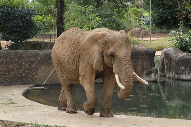 2012年１月２日に一眼レフデビューし、その月にレッサーパンダの魅力にはまって以来、動物園通いが多くなりました。<br />八木山動物公園は、私がこれまで訪れた動物園の中では中規模の動物園で、これまでも、レッサーパンダにたっぷり時間をかけた上で、他の動物たちを見て回っても、朝から晩まで１日かければ十分でした。<br />でも今回は、公開されたばかりのレッサーパンダの赤ちゃんを見るチャンスを増やすために、１日半訪れることにしました。<br />いくらレッサーパンダに時間をかけると言っても、時間を持てあましてしまうかな……と気がかりでなかったわけではありません。<br /><br />でも、最近の私の撮影散策のペースがどんどんのんびりになってきているせいもありますが、フタを開けてみたら、特に時間を持てあますことなく、いろんな動物たちの見学を楽しみ、逆に時間の関係でスルーした動物もいたくらいでした。<br /><br />それに、じっくり時間をかけて見学することで、面白い場面が見られたりして、その動物に対して愛着が増してきます。<br />レッサーパンダ以外の動物たちがどのくらい見学できるかは、動物園の規模や個体数だけでなく、むしろ私自身の見学のタイミングで左右されます。<br />やはり、寝てしまっていたり、見づらいところに隠れていたりしたら、見学は一瞬で終わってしまいます。<br />室内展示のときは、ガラス展示はともかく、檻の向こうにいて写真が撮りづらい場合は、見学はするけれど写真に固執しない分、時間は短くなりますし、写真も減るか、撮っても旅行記にアップするようなものではなく、お蔵入りにしておくことになったりします。<br />なので、訪れるのが何度目かで、園内のことがだいたい把握できており、しかも時間に余裕があるときは、他の動物たちものんびり見学できるチャンスです。他園ではそれができなくなるわけですから。<br /><br />そんなわけで、今回の八木山動物公園のレッサーパンダ以外の動物たちの旅行記は２本に分けました。<br />八木山動物公園では、これまでなかなか、アフリカ園の動物たちが屋外にいるときに見学しに行けなかったのを残念に思っていました。<br />なので今回は２日目の朝一番、いつもなら真っ先にレッサーパンダ展示場に向かうところですが、レッサーパンダ展示場から遠い西門から入園し、外のいるアフリカ園の動物たちから見学しました。<br />もっとも、外にいたからって、期待したほど写真が撮りやすかったわけではなかったのですが（苦笑）、コンクリートの檻よりは、まだ自然な環境の中の動物たちの姿をとらえることができました。<br /><br />＜10月の三日連休を利用して仙台１泊して１日半かけた八木山動物園行きの旅行記のシリーズ構成＞<br />□（１）アクセス・グルメ・宿泊・おみやげ編：駅弁朝食から漁師料理のグルメ夕食＆週末祝日値段でも泊まったホテルビスタ仙台<br />□（２）レッサーパンダ特集：シュララちゃんやすらかに～ティエンくんとクルミちゃんとスモモちゃんと赤ちゃんに癒されて<br />□（３）可愛い猛獣とは虫類館：鼻ひくひくホッキョクグマ＆ツキノワグマのまだ子供のツバサくんに夢中@<br />■（４）草食動物・小動物さまざまさ＆夕方と朝のアフリカ園：遊び上手なニホンザル＆外にいるアフリカゾウたちにやっと会えた@<br /><br />八木山動物公園の公式サイト<br />http://www.city.sendai.jp/kensetsu/yagiyama/<br /><br />＜タイムメモ＞<br />【2016年10月９日（日）】<br />05:55頃　家を出る<br />06:40　大宮駅に到着<br />06:58　大宮駅発の新幹線はやぶさ１号新函館北斗行きに乗車<br />08:04　仙台駅に到着<br />08:45　地下鉄東西線・八木山動物公園駅に到着<br />（新幹線の駅のトイレが混んでいたため）<br />08:55　動物公園の東門へ向かう<br />09:00　八木山動物公園に開園と同時に入園<br />09:05-09:20　ラマ・ラクダ・サイ<br />09:20-10:00　レッサーパンダ（ティエン）<br />（09:30から赤ちゃん見学のための列に並びながら）<br />10:00-11:00　レッサーパンダのクルミちゃんと赤ちゃん限定公開<br />（４回並んで５分ずつ）<br />11:00-11:10　ランチ小休憩<br />11:10-12:10　レッサーパンダ（スモモ）<br />（ティエンは昼寝）<br />12:10-12:25　ランチ小休憩<br />12:30-12:45　ホッキョクグマ（カイ・ポーラ）<br />12:45-12:50　アライグマ<br />12:50-13:00頃　ツキノワグマ（ハヤテ）<br />13:00頃-13:40　ツキノワグマ（子グマのツバサ）<br />13:40-13:50　スマトラトラ<br />（13:45までバユ、そのあとクンデのはず）<br />13:50-13:55　ライオン（熟睡中）<br />13:55-14:05　ひと休み<br />14:05-15:00　レッサーパンダ（ティエン・スモモ）<br />（14:15からのリンゴタイムは予告無しに中止）<br />15:00-15:10　アイスクリーム休憩<br />15:10-15:15　ライオン（今度は起きていた）<br />15:25-15:45　アフリカ園<br />15:45-16:00　ひと休み<br />16:00-16:25　は虫類館<br />16:45　動物公園を東門から出る（閉園16:45）<br />（落とし物を捜しに戻ったため）<br />18:25　地下鉄東西線・宮城野通駅へ<br />18:30　ホテルビスタ仙台にチェックイン<br /><br />【2016年10月10日（体育の日）】<br />06:30　起床<br />07:10-07:40　ホテルのバイキング朝食<br />08:20　ホテルビスタ仙台をチェックアウト<br />08:55　動物公園前に到着<br />09:05　八木山動物公園に西門から入園（開園09:00）<br />（年パス所持者も切符売り場に並ぶため）<br />09:05-09:25　アフリカ園<br />09:30-10:00　レッサーパンダ（ティエン）<br />（09:35から赤ちゃん見学のための列に並びながら）<br />10:00-11:20　レッサーパンダのクルミちゃんと赤ちゃん限定公開<br />（２回並んだ後、外から見学／母子が帰らず公開時間延期）<br />11:20-11:35　レッサーパンダ（スモモ）<br />11:35　動物公園を東門から出る<br />12:15　JR仙台駅（新幹線口）に到着<br />12:15-12:20　仙台みやげの買い物<br />12:30　仙台駅発の新幹線はやぶさに乗車<br />13:38　大宮駅到着<br />14:50頃　帰宅<br /><br />＜これまでの八木山動物公園のレッサーパンダ以外のいろいろな動物たちの写真がある旅行記＞<br />４回目：2016年５月７日<br />「ゴールデンウィーク直後の週末のレッサーパンダ動物園2016＜東北新幹線で行く仙台・八木山動物園＞（４）水中でいちゃいちゃホッキョクグマのカイくんとポーラちゃん＆スマトラトラのアイナちゃん・バユ母さん・クンデくん～魅惑の猛獣類から猛禽類・爬虫類館までくまなく回れた動物いろいろ」<br />http://4travel.jp/travelogue/11130627<br />３回目：2015年１月11日<br />「東北新幹線に乗って１年半ぶりの仙台の八木山動物園のレッサーパンダ詣（４）ニホンザルに焼き芋をあげよう！＆大きくなったスマトラトラの子供たち＆遊び上手なホッキョクグマ＆おねだりショーのツキノワグマ他」<br />http://4travel.jp/travelogue/10971765<br />２回目：2013年９月14日<br />「東北新幹線に乗って２度目の仙台・八木山動物公園～レンズの不調に泣きながら（2）スマトラトラのバユ母さんと子供たち」<br />http://4travel.jp/travelogue/10813413/<br />「東北新幹線に乗って２度目の仙台・八木山動物公園～レンズの不調に泣きながら（5）その他の動物たちと園内の花～人に興味津々な（！？）ホッキョクグマのカイくんから、ワニとカメが同居するは虫類館まで」<br />http://4travel.jp/travelogue/10814195<br />１回目：2013年３月17日<br />「東北新幹線に乗って仙台の八木山動物園へレッサーパンダ詣（3）レッサーパンダと小動物編：八木山の新しい仲間ティエンくん、クルミちゃん、リクくん～プレーリードッグと子猿とアライグマ」<br />http://4travel.jp/travelogue/10758671/<br />「東北新幹線に乗って仙台の八木山動物園へレッサーパンダ詣（4）フタコブラクダにツキノワグマ、ホッキョクグマやおやつタイムのカバなど大型動物もいっぱい！」<br />http://4travel.jp/travelogue/10758673/<br /><br />※これまでの動物旅行記の目次を作成済。随時更新中。<br />「動物／動物園と水族館の旅行記～レッサーパンダ大好き～　目次」<br />http://4travel.jp/travelogue/10744070<br />