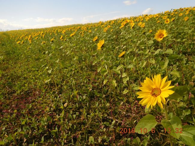 北海道の旅・８月２５日に出発し９月初旬に帰宅して、またのリピートを想定していなかったのにまた来てしまった。旅行記を書いていると前後が何だか混戦して　？？？。先に襟裳岬を書いてしまったけれど少し戻ります。<br />層雲峡から三国峠を経て十勝温泉までの距離はあまりありません。天気が良いのでのんびり走りました。「楽天」のメールを見て「観月苑」の宿泊料・割引料金が有ったので宿泊を申し込みました。さらに、レンタカーも割安だったのでGoodです。モール温泉も魅力でした。と、言うことで、旅行記はこの時季にしか撮れない写真を記録て・・・。<br /><br />表紙の写真は「ひまわり」 小ぶりな花です。