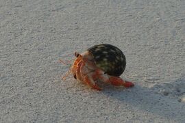 タヒチでCカード取得【その13】"ランギロア島" の中心 "Avatoru" を朝の街歩き！