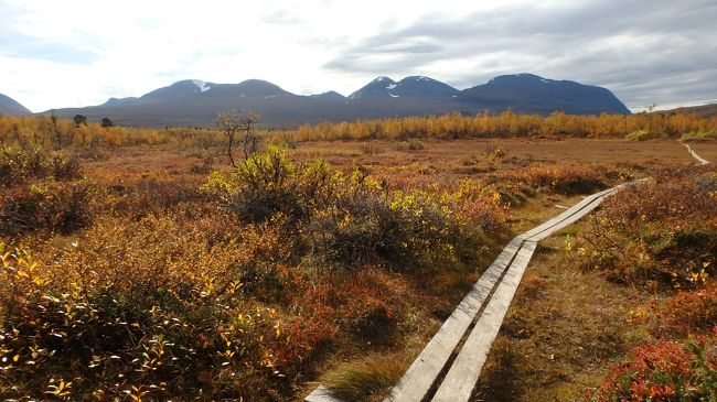 アビスコ滞在２日目は、アビスコ国立公園内の「王様の散歩道（KUNGSLEDEN）」のごく一部を歩きました。<br />「王様の散歩道」は、2002年に放送された「北欧トレッキング紀行　白夜の大地“王様の散歩道”をゆく」（田中美佐子さん）で初めて知りました。「王様の散歩道」は全長440km（別の資料では530km）にも及ぶ山道で、田中美佐子さんの放送ではそのうちの70kmを4泊5日かけて歩いておられました（ケブネカイセ山南西のシンギからアビスコまでの最北端ルート。）今回はその最後の数km程度を、昼食時間を含めて4時間でゆっくり歩きました。田中美佐子さんの番組ではおおむね曇りや雨でこれといった絶景も無かったように記憶していたのですが、今回は紅葉・黄葉のベストシーズンとなり、しかも薄日が射し込む絶好の天気に恵まれました。<br />この方面への旅行を検討されている方には紅葉シーズンがオススメです。（日本のように人出の多さや渋滞にウンザリすることは一切ありません。）<br />なお、眺望に関しては、この日の午後に散策したアビスコ・マウンテンロッジ裏の遊歩道（王様の散歩道にも通じています）のほうが優れていました。また、紅葉と渓谷の美しさは、翌日に散策したアビスコ川下流域～トール湖河口のほうが迫力がありました。別途、旅行記を投稿する予定ですので、ご参考にしていただければ幸いです。<br />