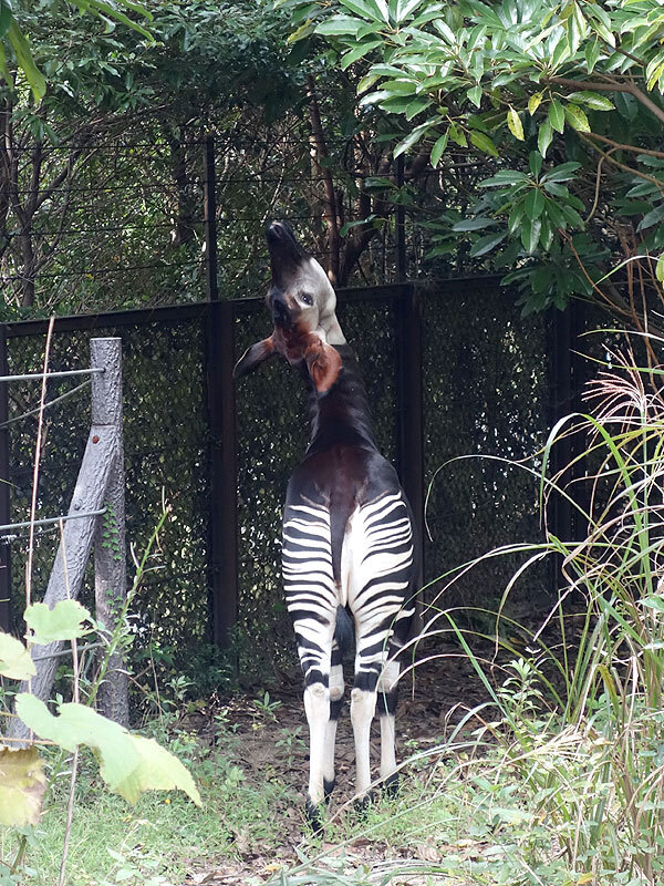 横浜にある動物園「ズーラシア」に行ってきた。<br /><br />公共交通機関でいくと電車とバスを乗り継いで…なので、なかなか行きづらいところにある。そんなんで行くのは久しぶり（;´▽｀A`` 今回は車で行ってきたよー。ちなみに、駐車場料金は１０００円だった。