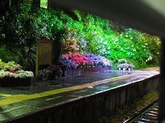 箱根あじさい電車