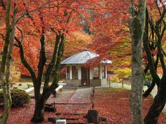 夫と息子と巡る鮮やかな秋色の近江路　鶏足寺～メタセコイア並木道～白髭神社～ラ・コリーナ近江八幡～永源寺