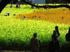 Japan　昭和記念公園ファン倶楽部　コスモスオフ会　2016　～ミツバチばあやの冒険～