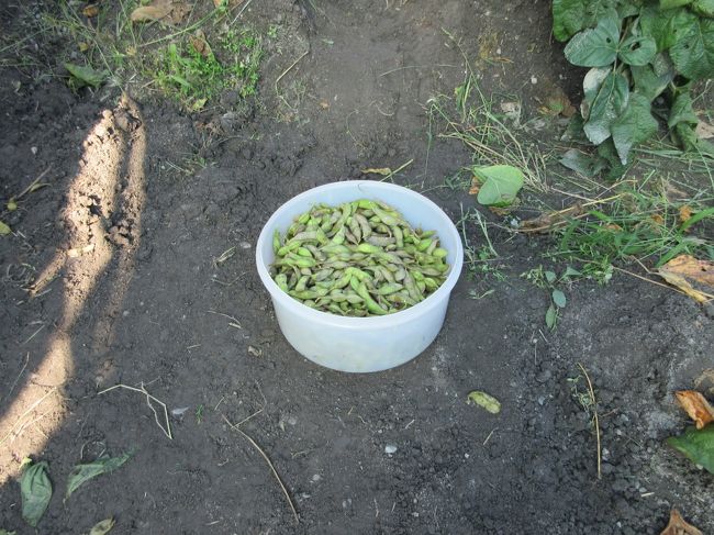 　高槻原地区で「黒枝豆「丹波黒大豆の枝豆）」の収穫イベントがあり参加、本年は天気に恵まれたせいか多数の参加者で長蛇の列1時間待ちでした。多数のため一人二株の制限がありました。<br />　収穫した新鮮な黒枝豆持ち帰り早々に茹で美味しくいただきました。