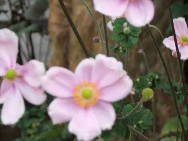 秋の花を求めて鎌倉長谷寺に行きました、最近は観光バスの駐車場も増えてトイレもきれいに拡大されました、<br />長谷寺と言えば観音様ですね、それと洞窟巡りもいいですね、写経で訪れる若い人も沢山おられました、<br />長谷寺はいついっても花が咲いているお寺さんですね、知らない小さな花がいろいろ咲いておりましたので<br />写真に撮りました、花の名前がわかりません判る方は教えてください。